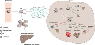 Frontiers in Pharmacology: Review Manuscript Targeting of the Neutrophil as an Adjunctive Strategy in Non-Small Cell Lung Cancer